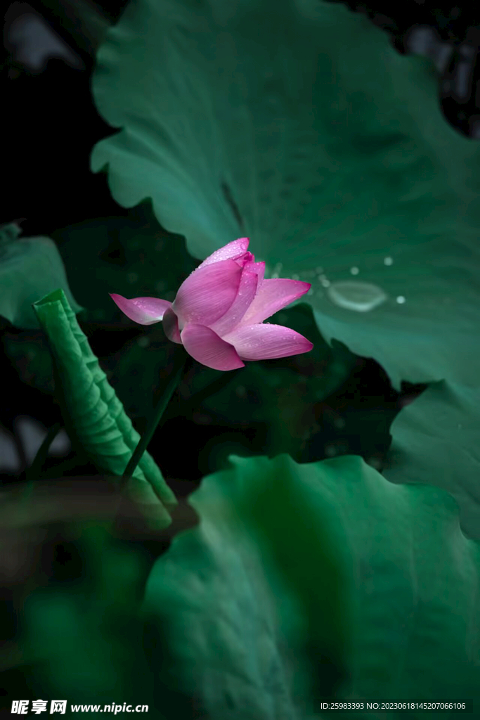 荷花