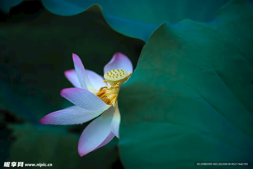 荷花