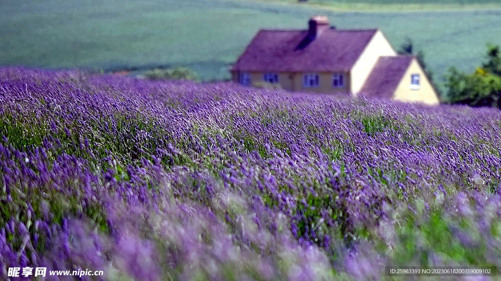 薰衣草