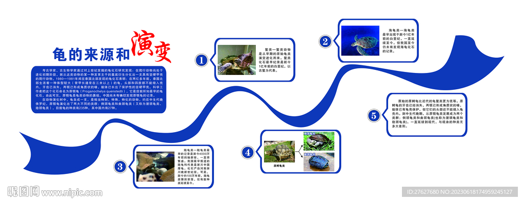 龟的来源和演变