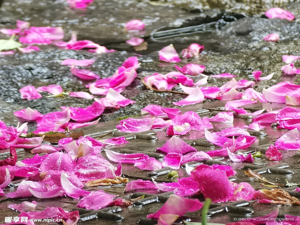 落花