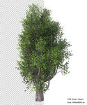 免扣植物素材图片