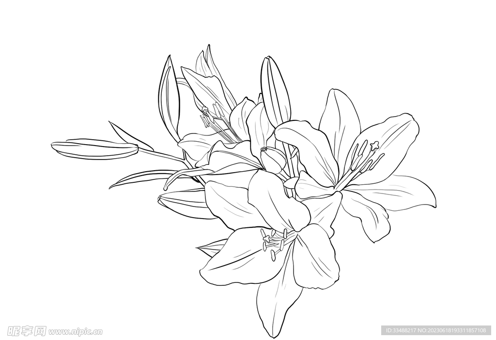 百合花