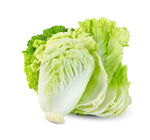 大白菜