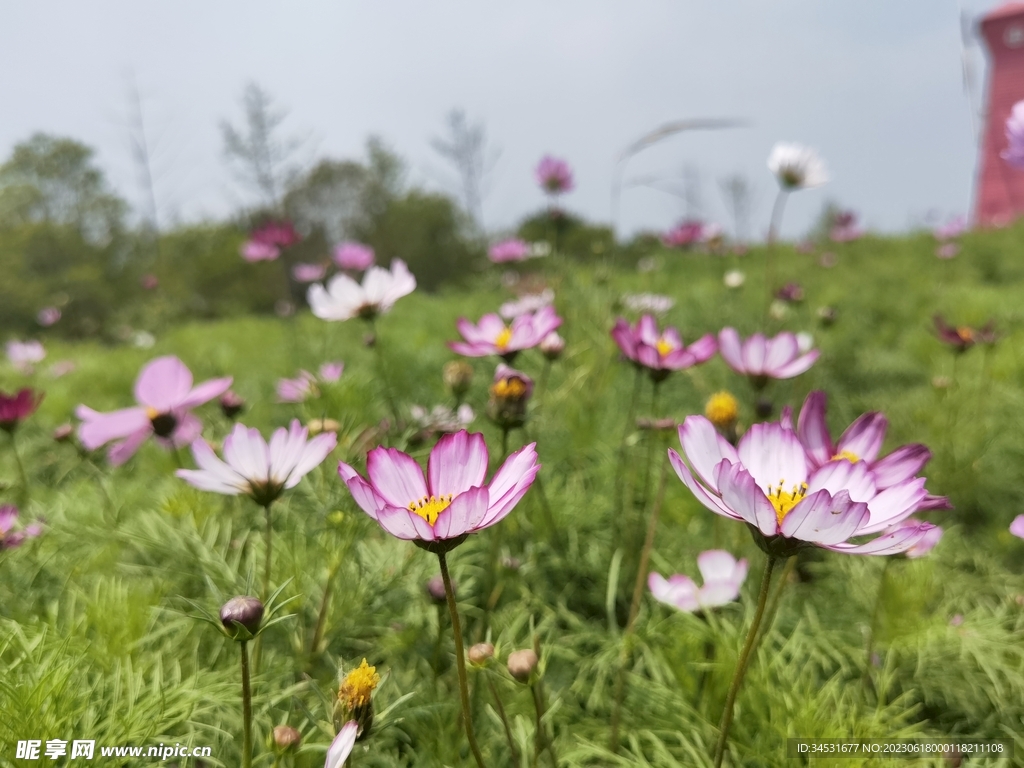 格桑花