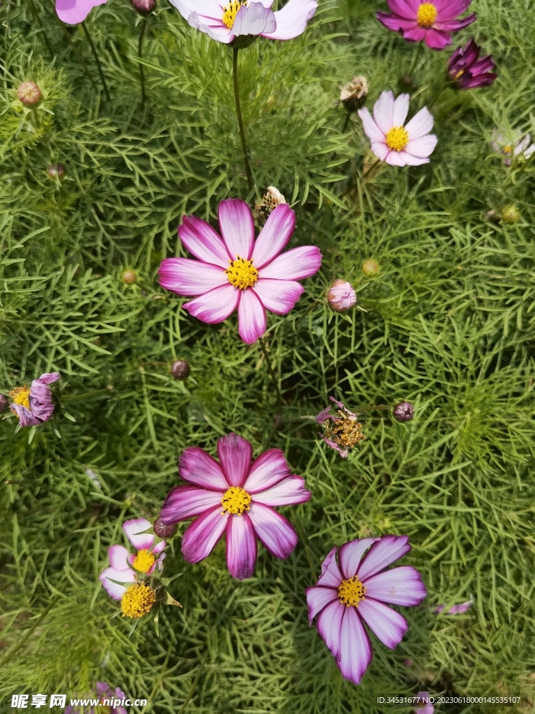 格桑花