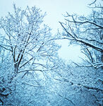 冬天雪景图片