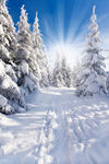 冬天雪景美图