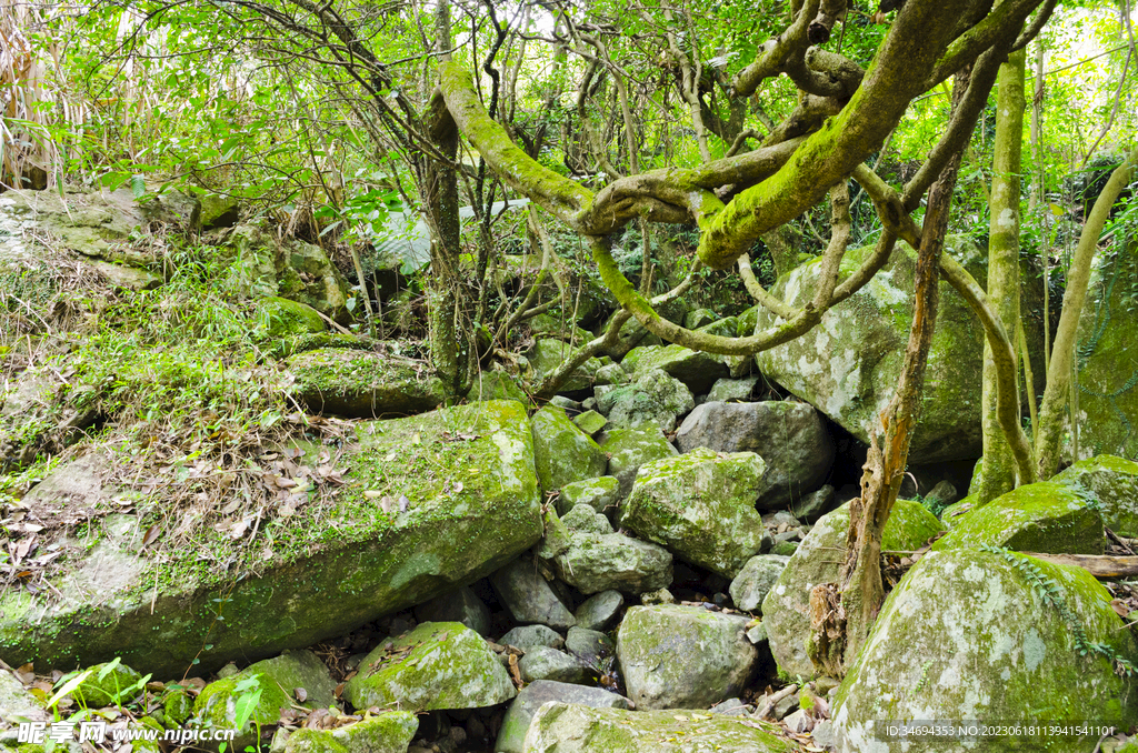 原始森林