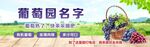 采摘葡萄