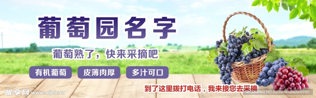 采摘葡萄