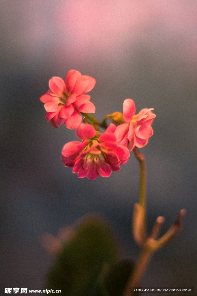 长寿花