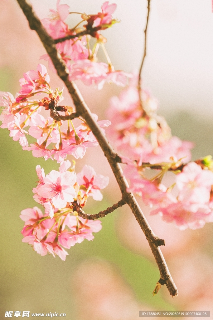 樱花