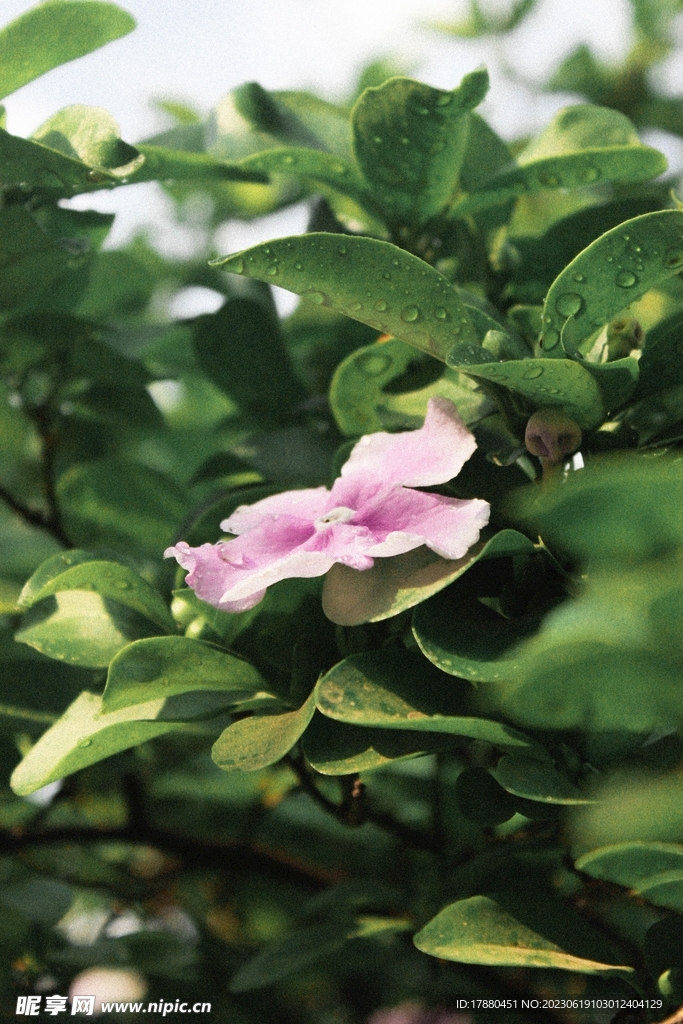 茉莉