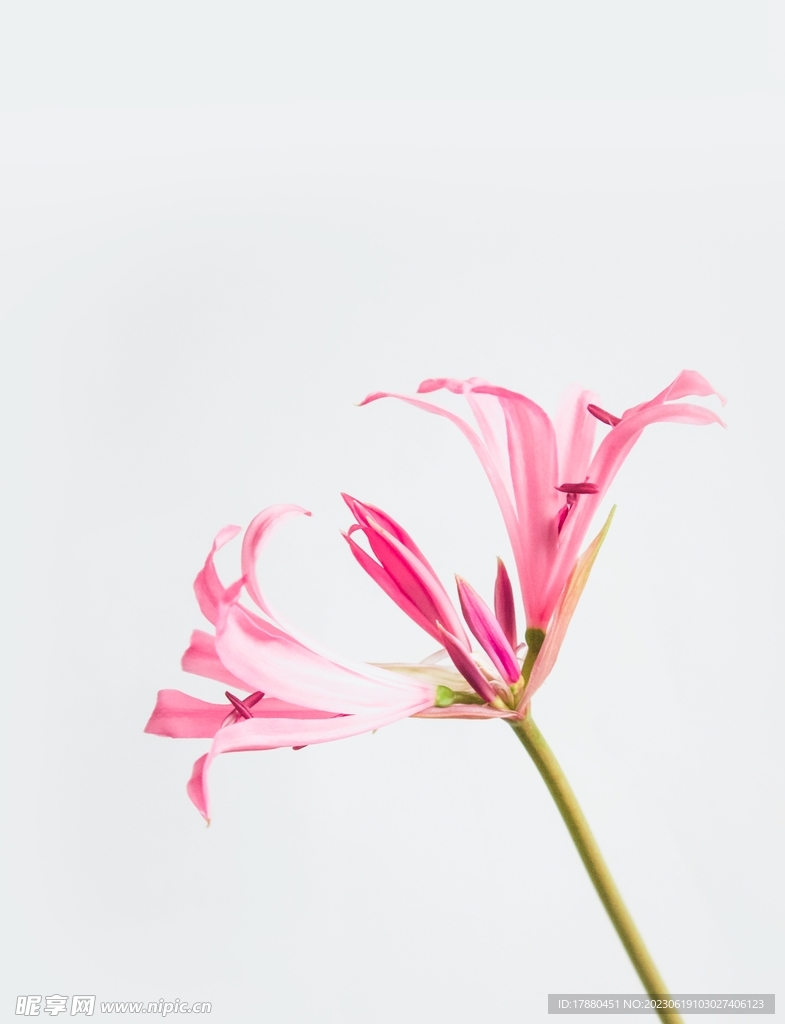 石蒜