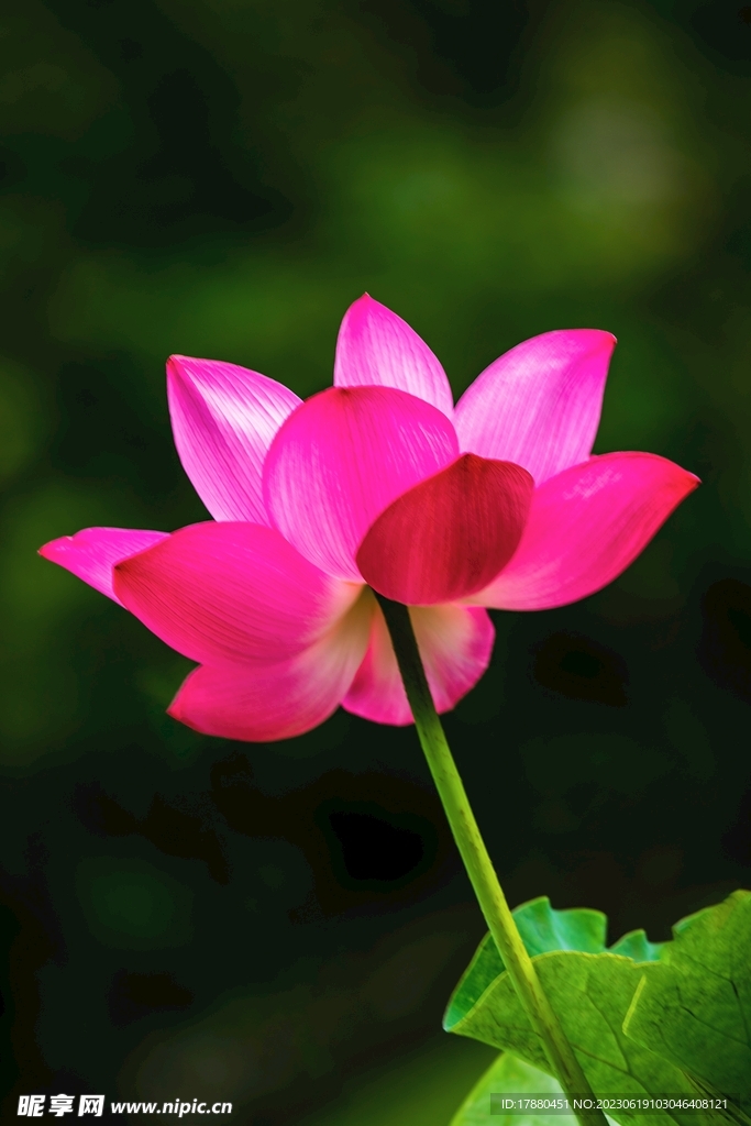 荷花