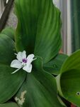 沙姜花