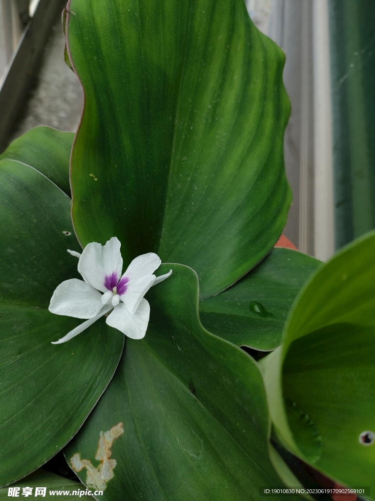 沙姜花