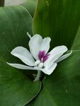 沙姜花