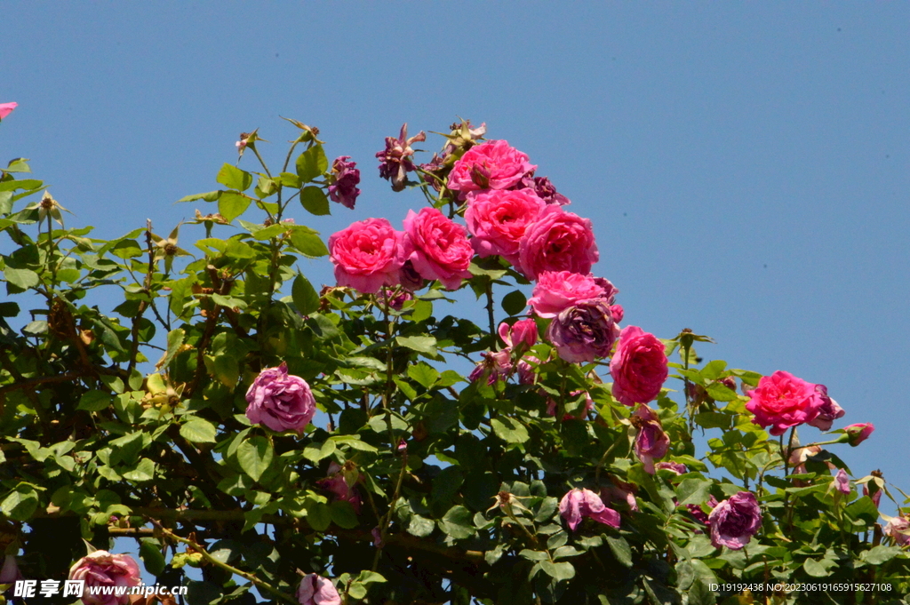 月季花 