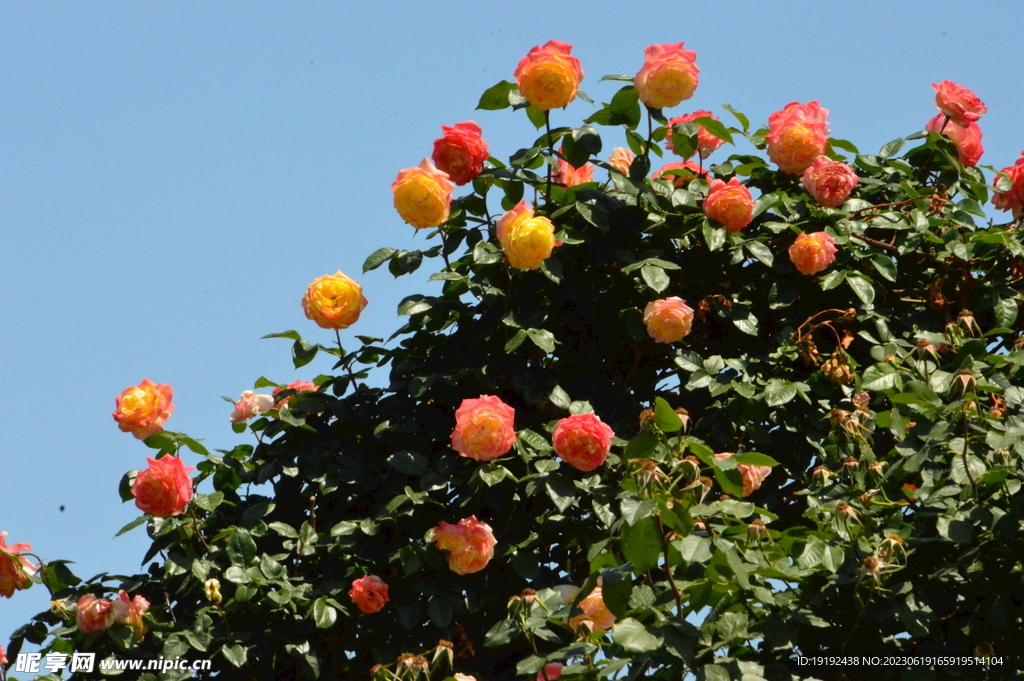 月季花