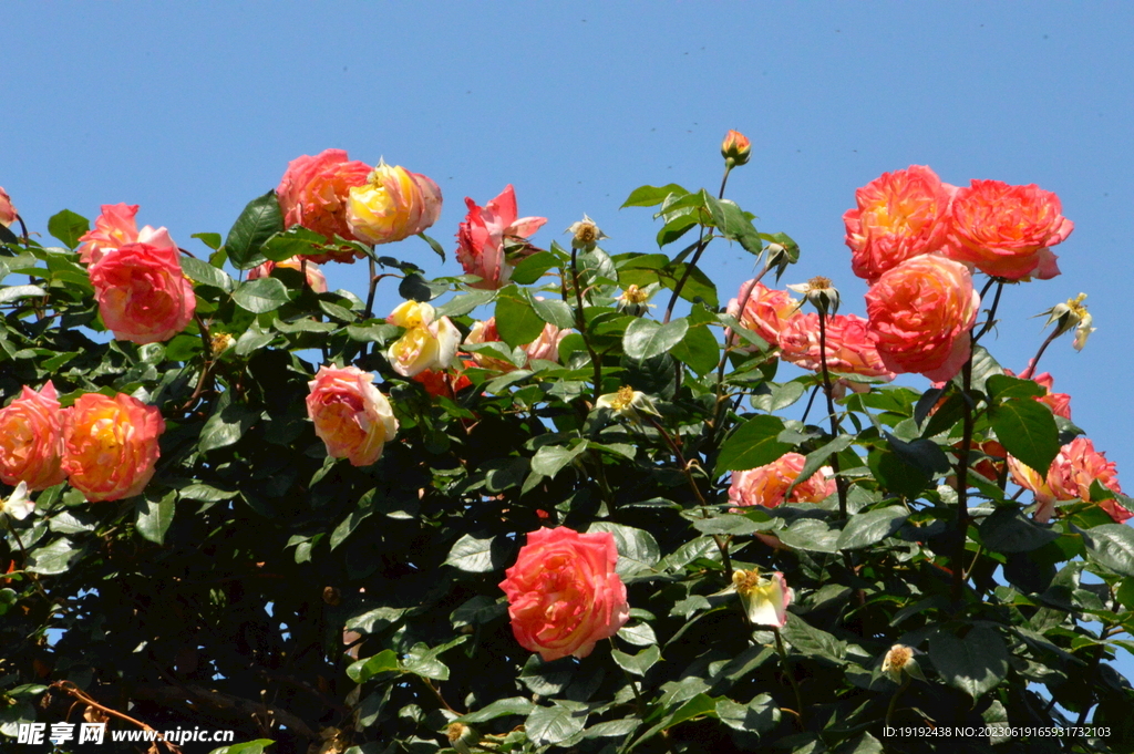 月季花 