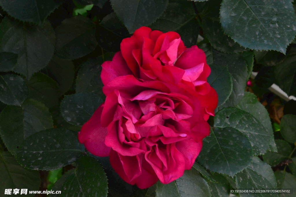 月季花