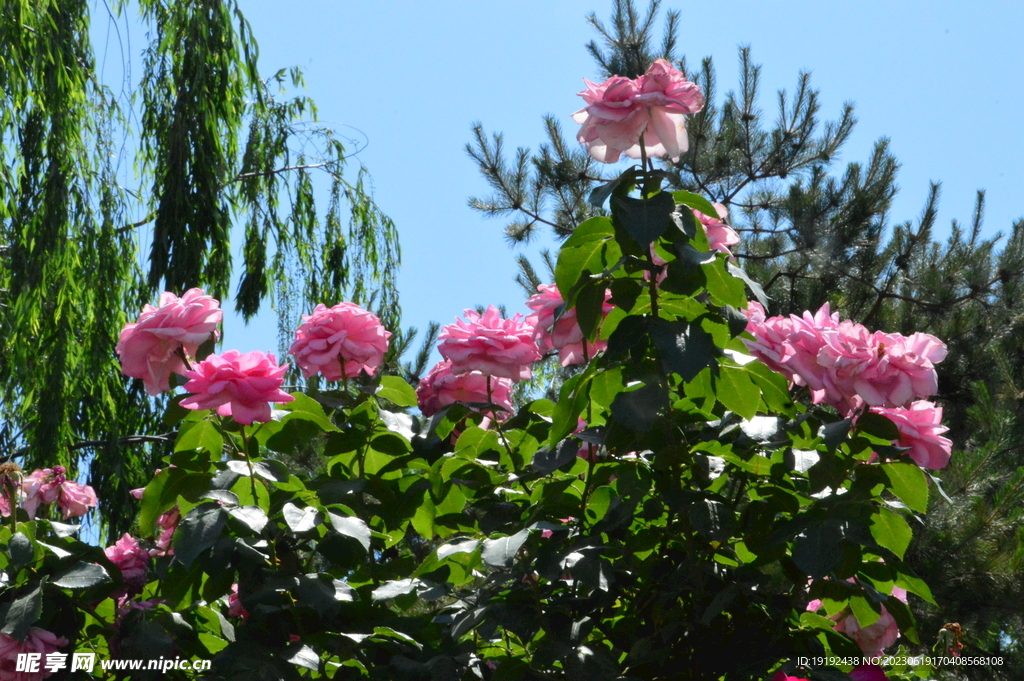 月季花 