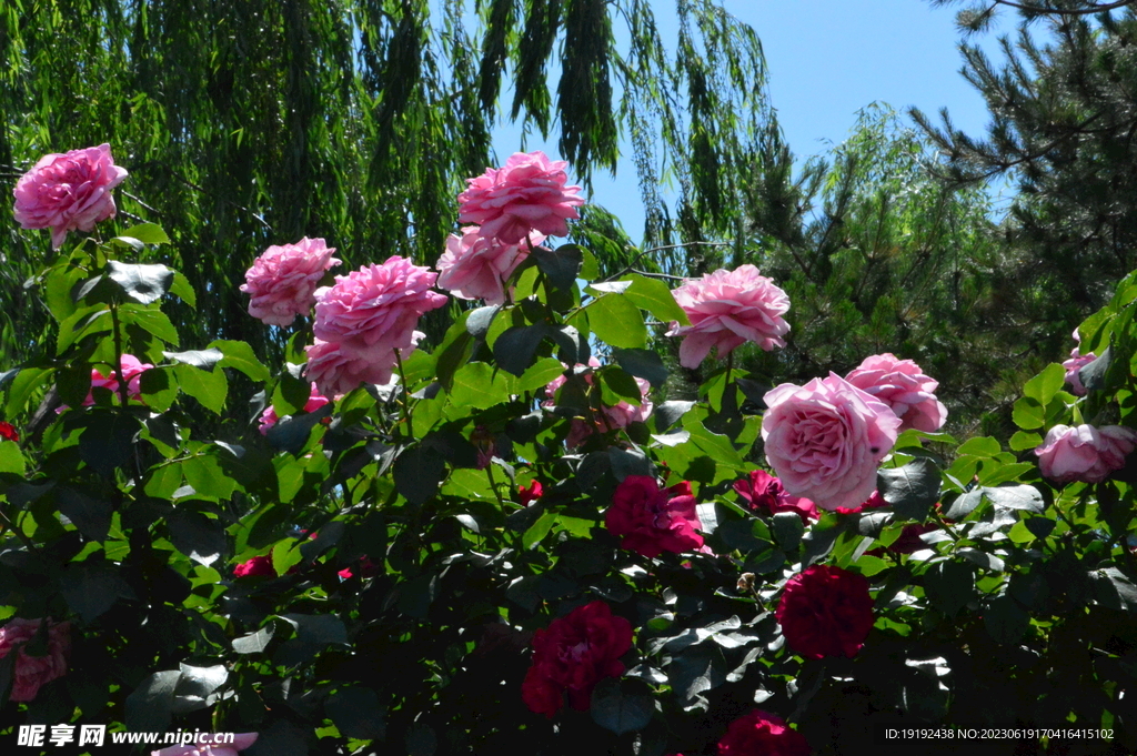 月季花 