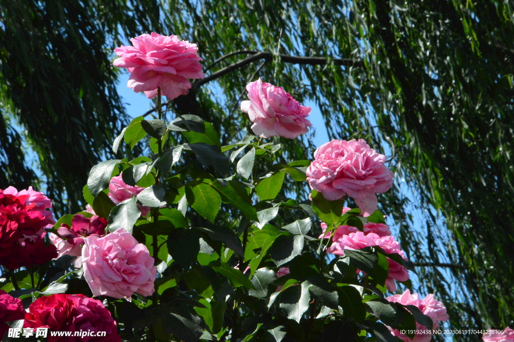 月季花
