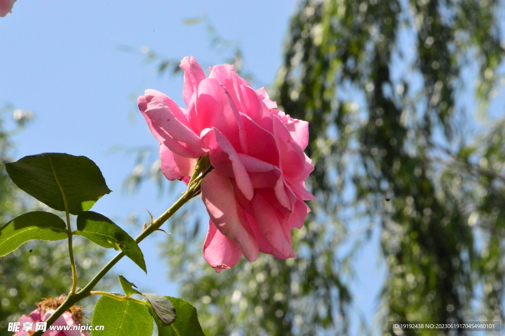 月季花