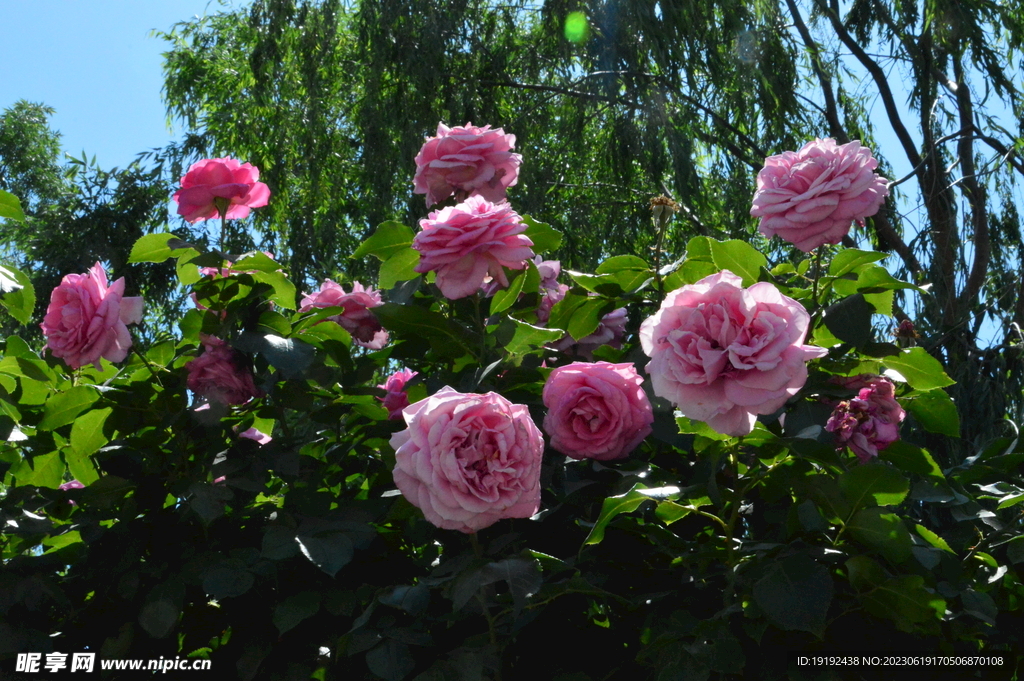 月季花 