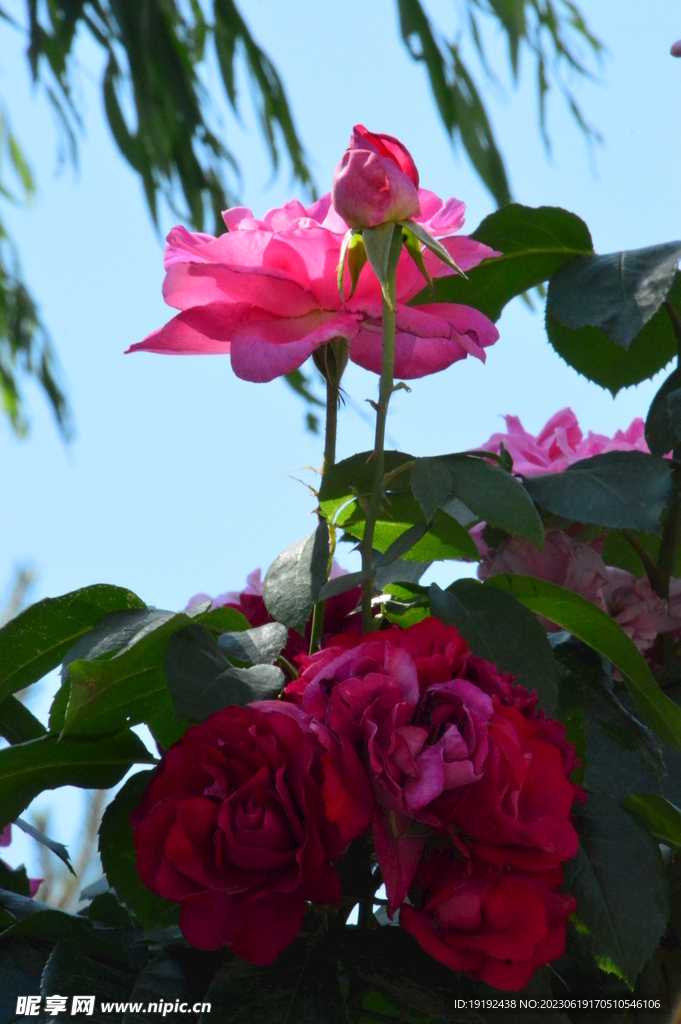 月季花