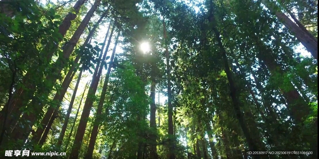 绿色森林阳光照射实拍