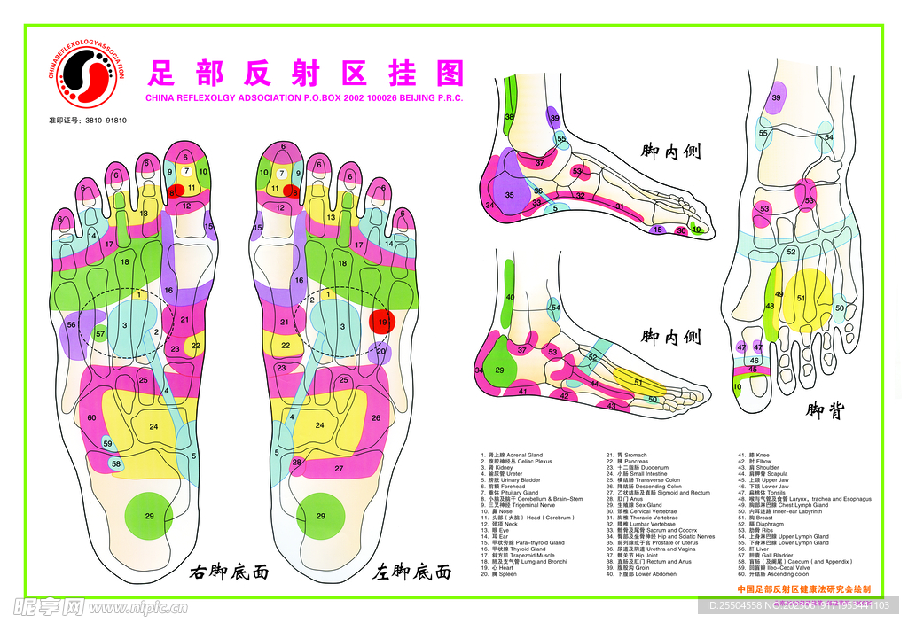 足部反射区挂图