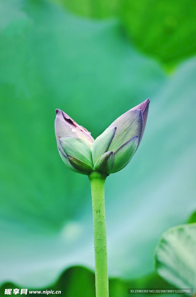 并蒂莲