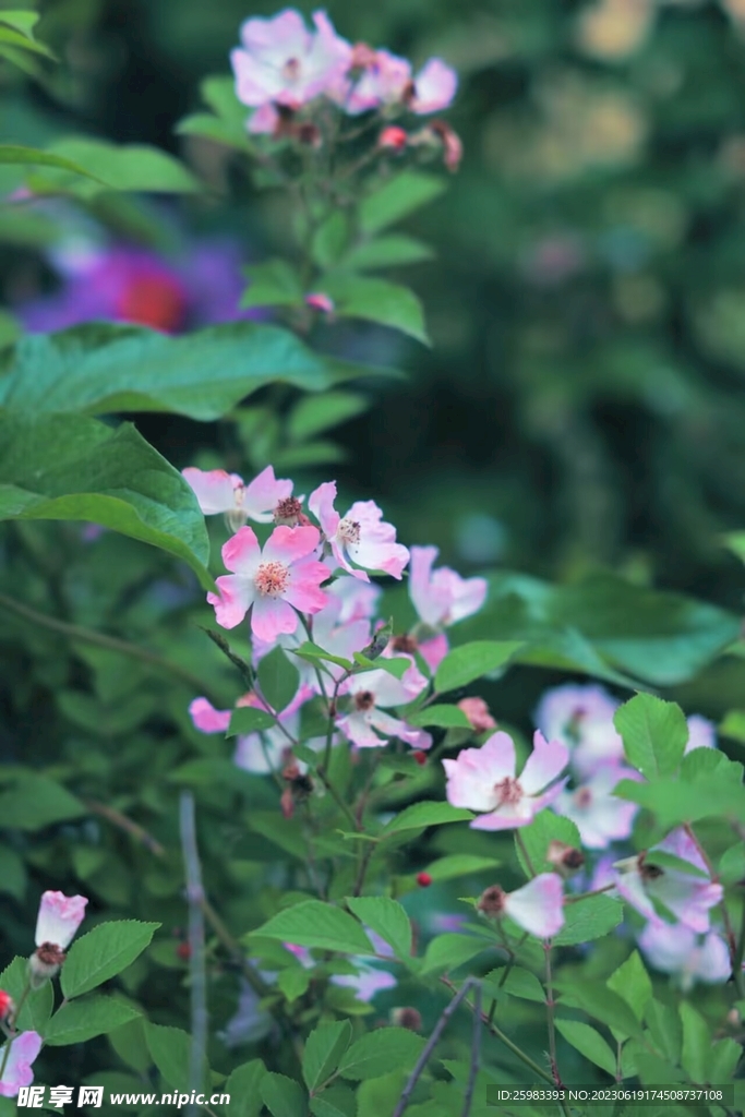 山区的野花