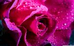 玫瑰花