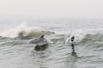 海豚