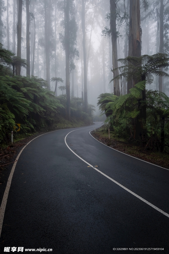 森林公路