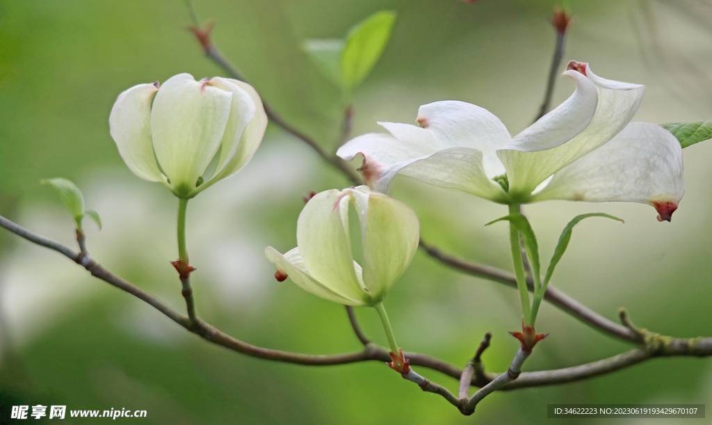 茱萸小花