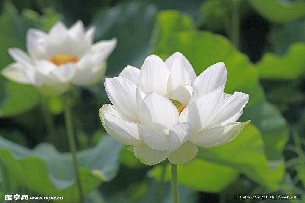 莲花