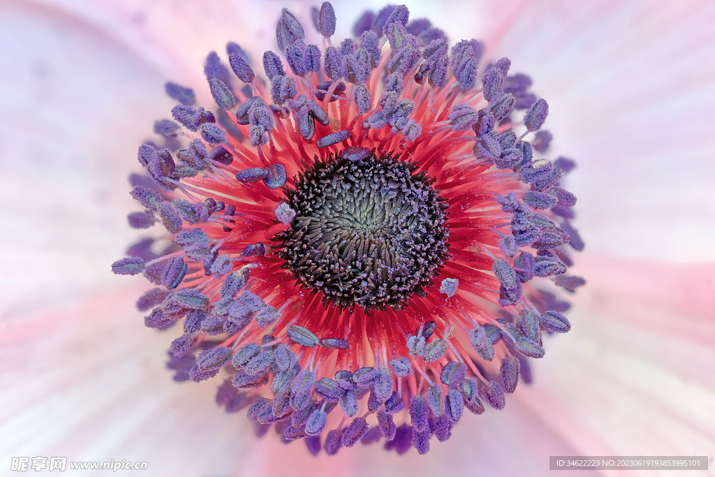 银莲花