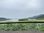 宁波东钱湖荷花