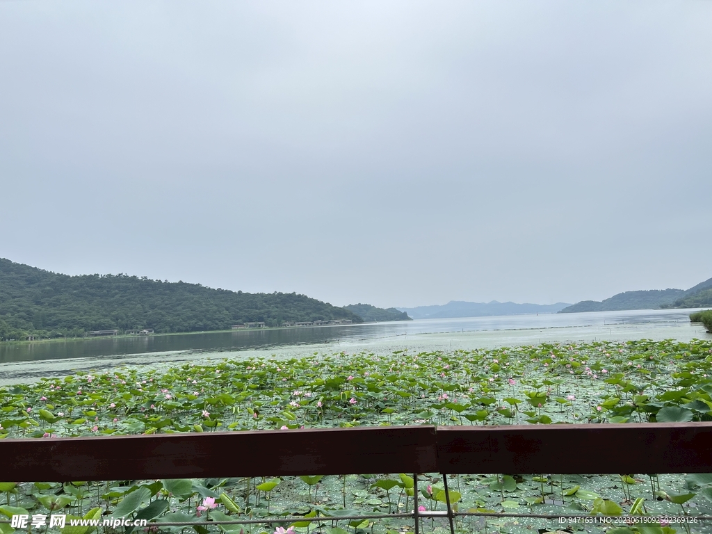 宁波东钱湖荷花池