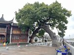 佛堂古镇古树