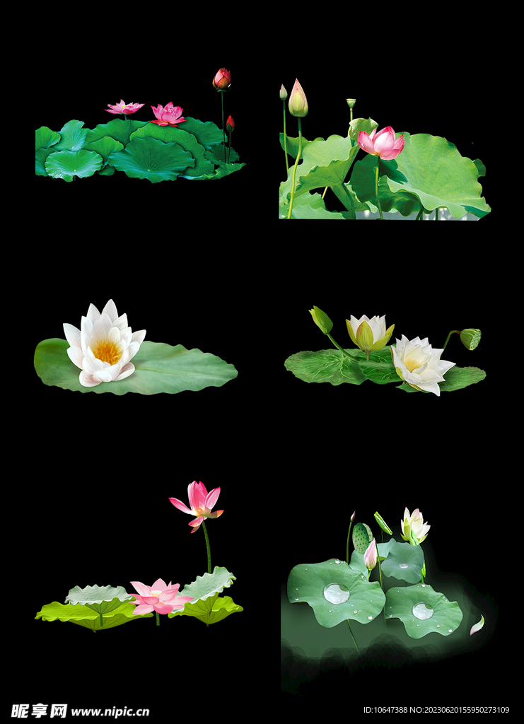荷花