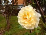 花卉