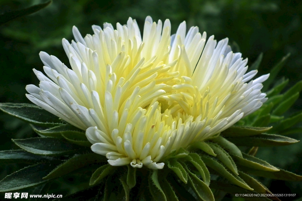 菊花