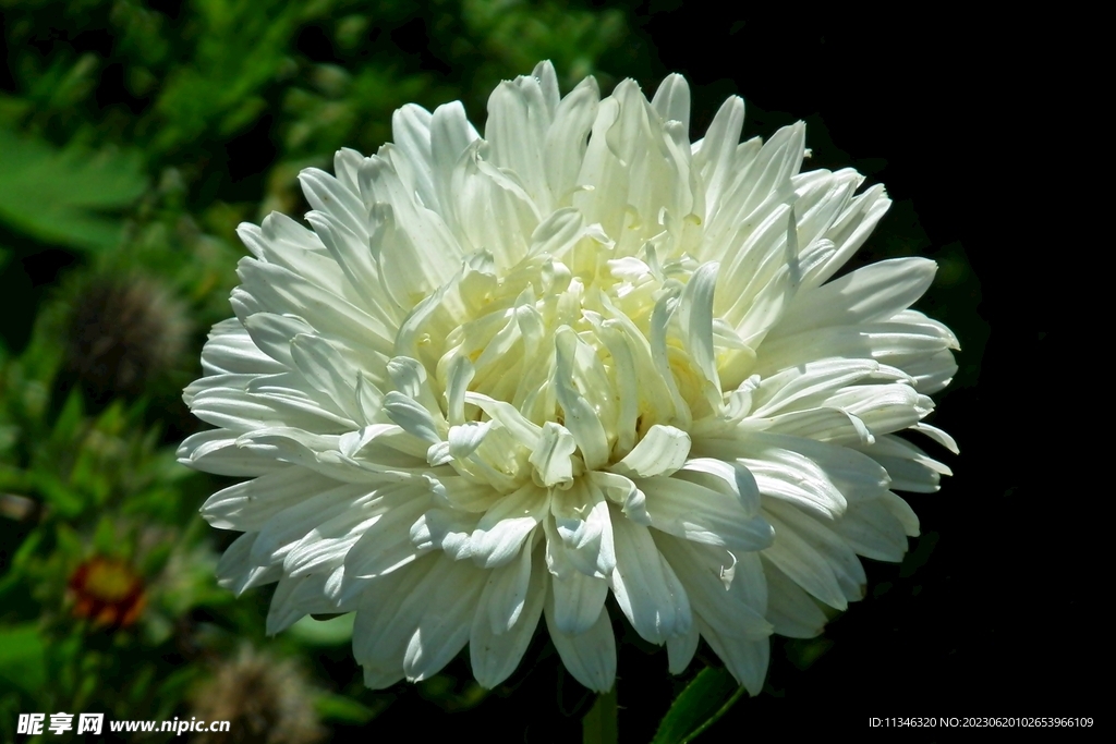 菊花